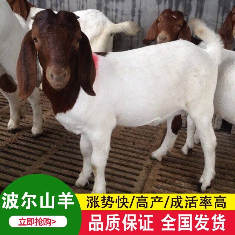 波尔山羊波尔山羊种公羊波尔山羊怀孕母羊包邮包技术