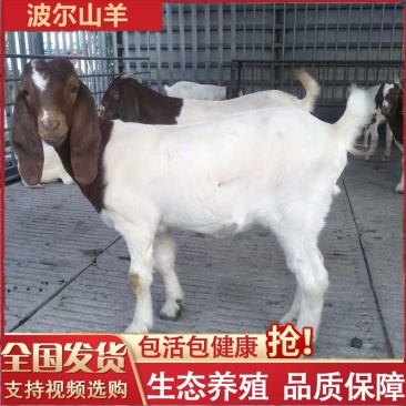 波尔山羊波尔山羊种公羊波尔山羊怀孕母羊包邮包技术
