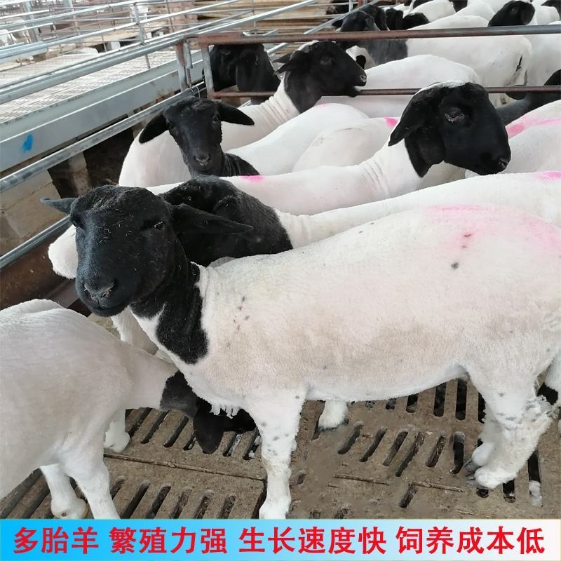 杜泊羊种羊怀孕母羊绵羊种公羊绵羊羊羔包邮包技术
