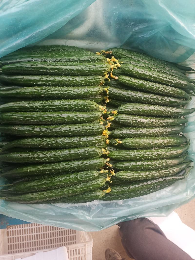 精品青皮莴笋大量上市中