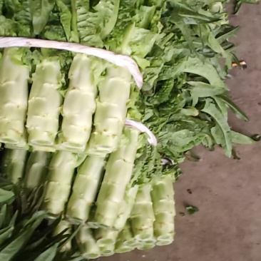 精品青皮莴笋大量上市中