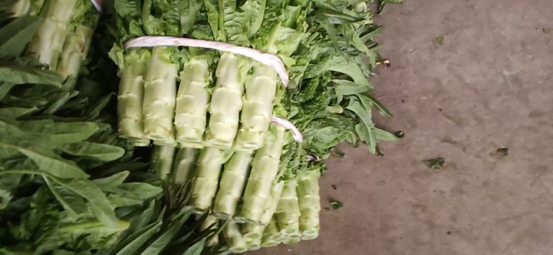 精品青皮莴笋大量上市中