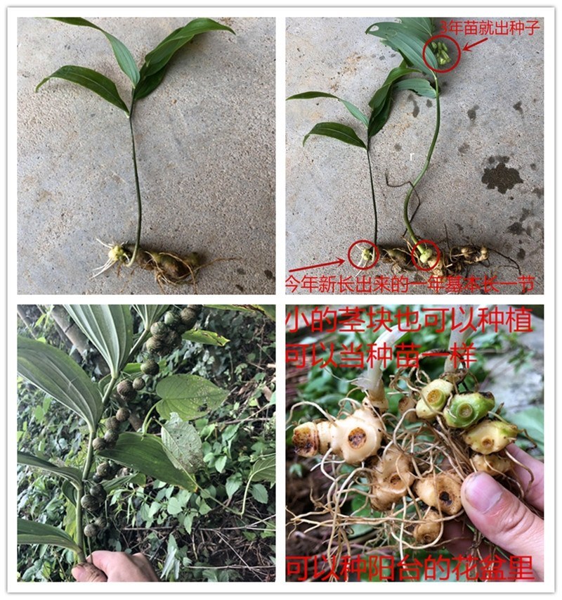 黄精野生生新鲜姜型野生姜野生新鲜野生黄精种植苗