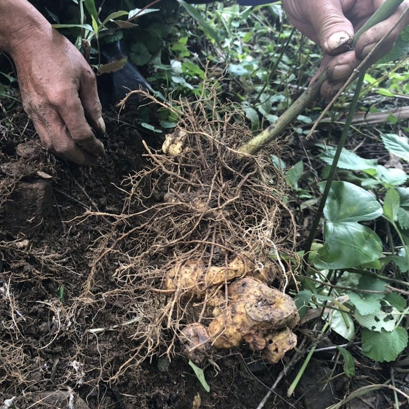 黄精野生生新鲜姜型野生姜野生新鲜野生黄精种植苗