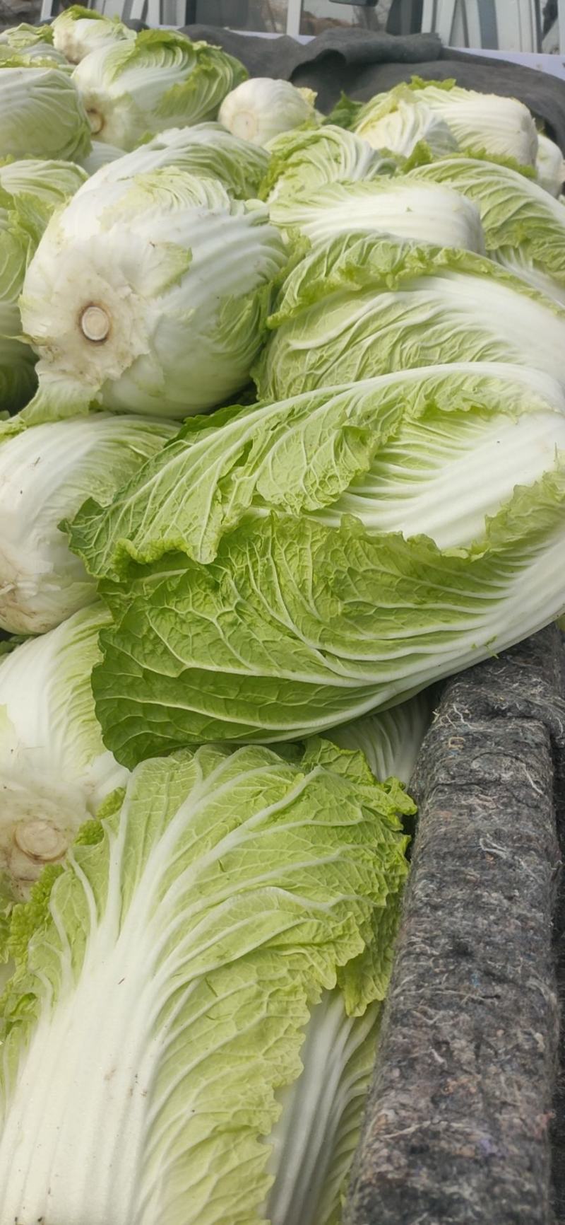 青州春季大白菜黄心白菜大量出货专业代办服务完善