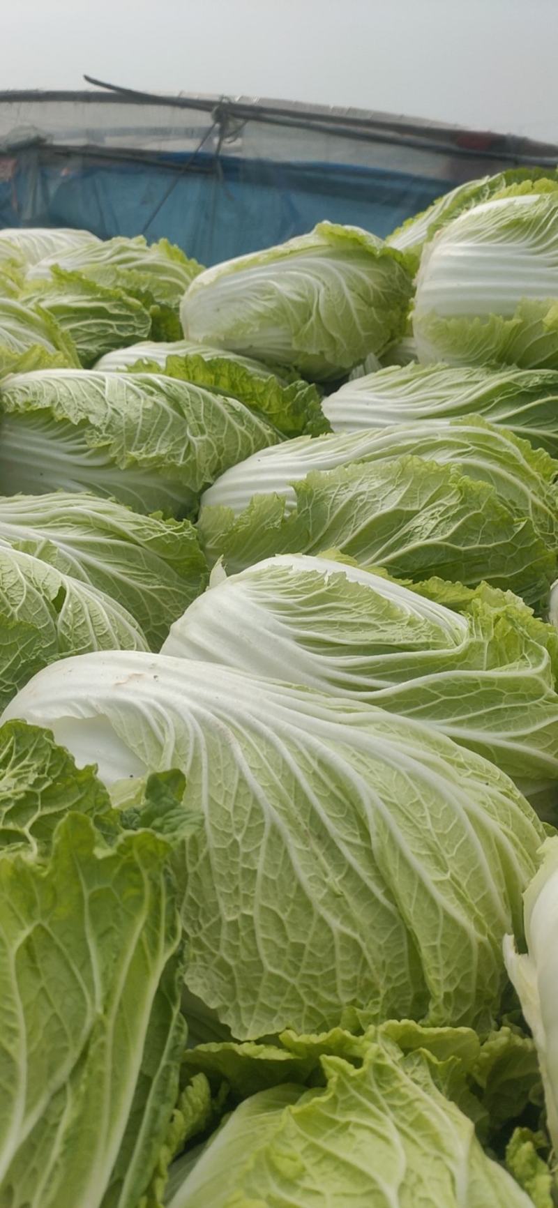 青州春季大白菜黄心白菜大量出货专业代办服务完善