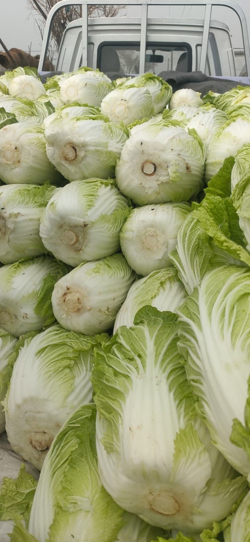 青州春季大白菜黄心白菜大量出货专业代办服务完善