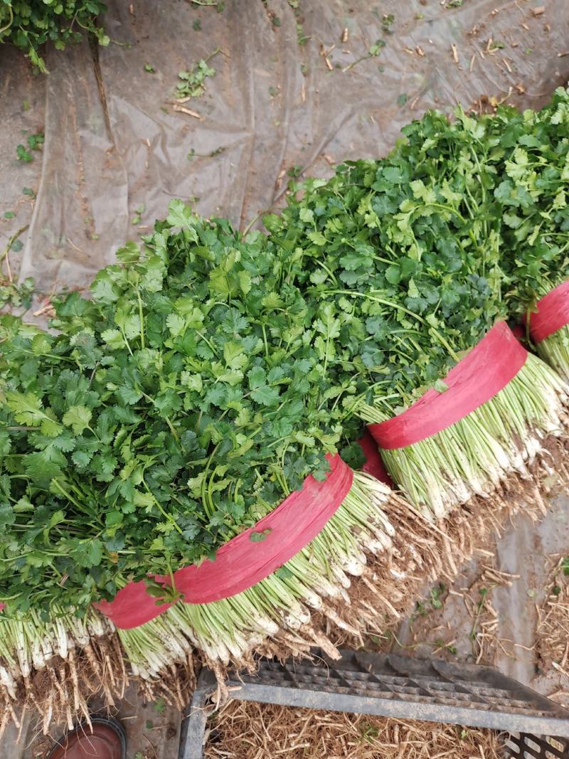 【推荐】香菜(芫荽叶绿香四溢三十公分左右高大量现货基地
