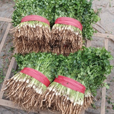 【推荐】香菜(芫荽叶绿香四溢三十公分左右高大量现货基地