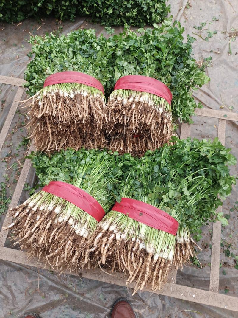 【推荐】香菜(芫荽叶绿香四溢三十公分左右高大量现货基地