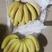 主营香蕉，国产香蕉，口感好价格低！！质量保证！！