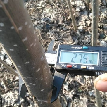 无絮杨树，4年成材，6年成方