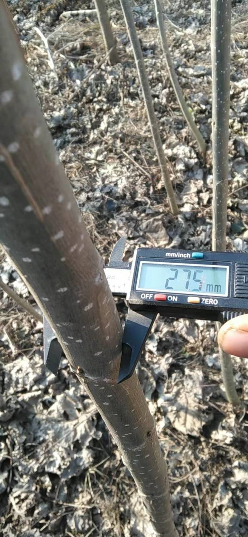 无絮杨树，4年成材，6年成方