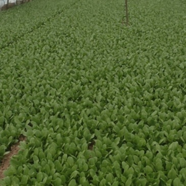 精品叶菜油菜快菜油麦菜