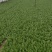 精品叶菜油菜快菜油麦菜
