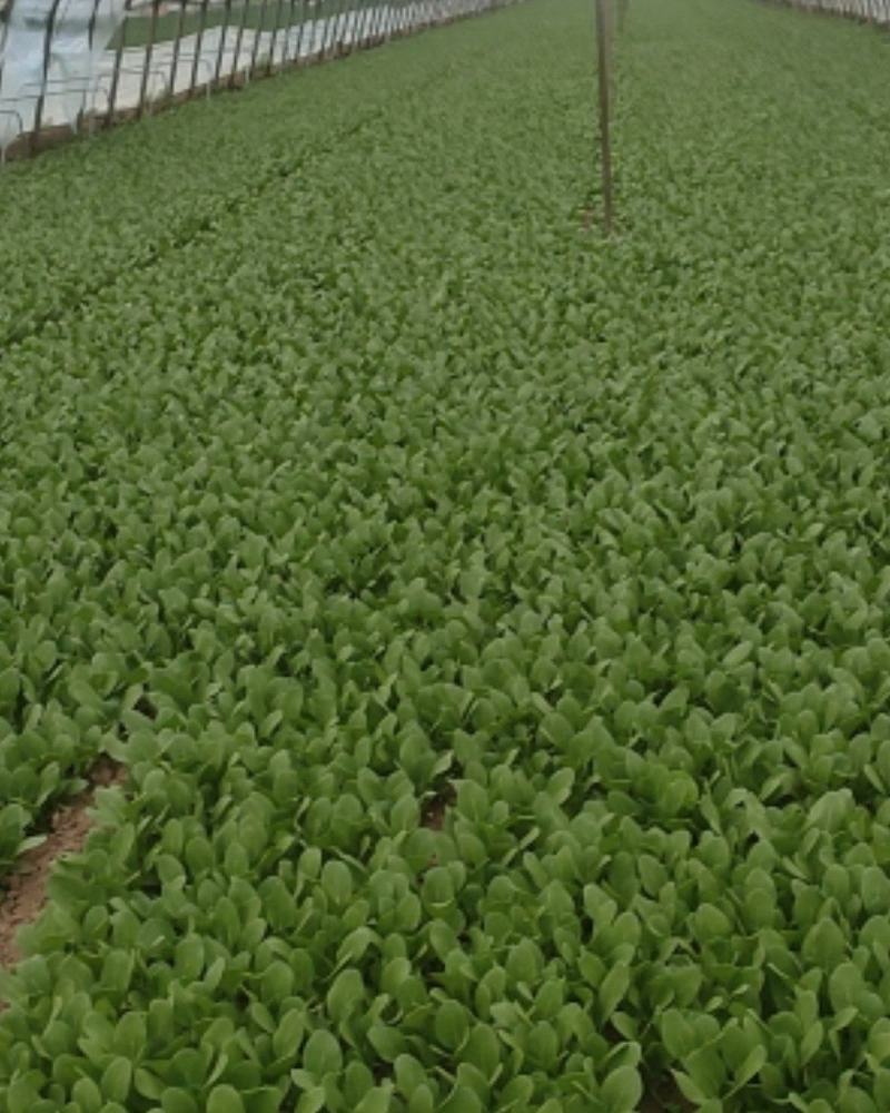 精品叶菜油菜快菜油麦菜