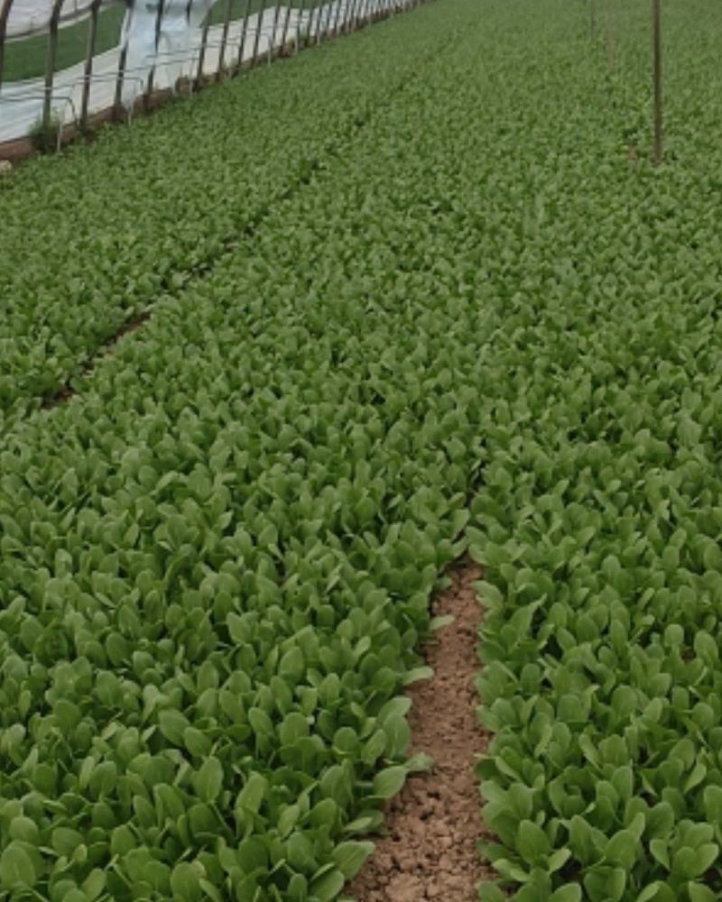 精品叶菜油菜快菜油麦菜