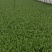 精品叶菜油菜快菜油麦菜