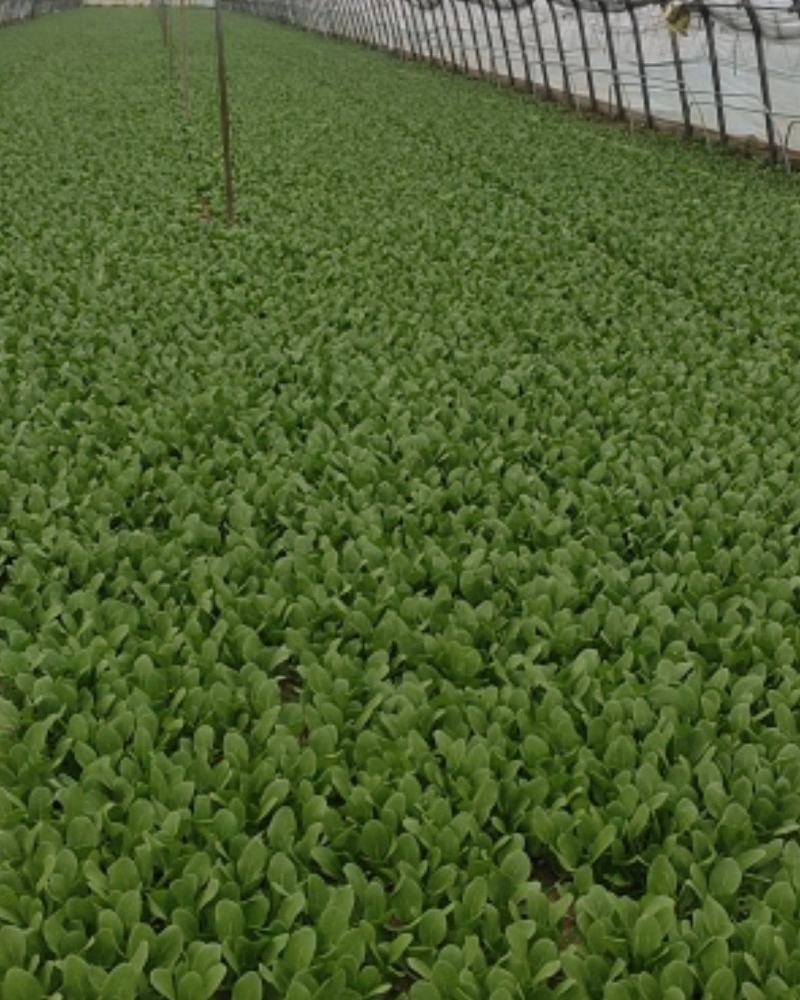 精品叶菜油菜快菜油麦菜
