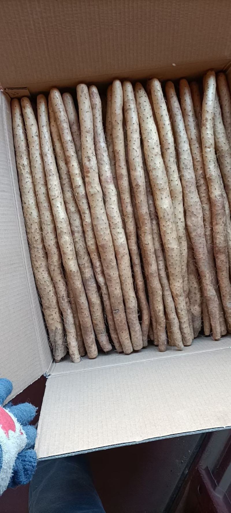 河北小白嘴白山药产地直发大量现货30-80好箱货