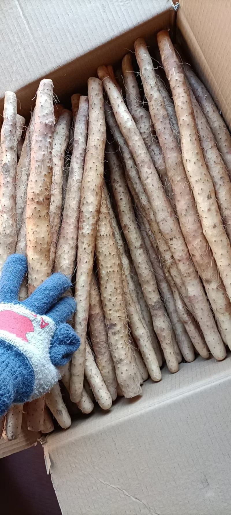 河北小白嘴白山药产地直发大量现货30-80好箱货