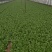 精品叶菜油菜快菜油麦菜