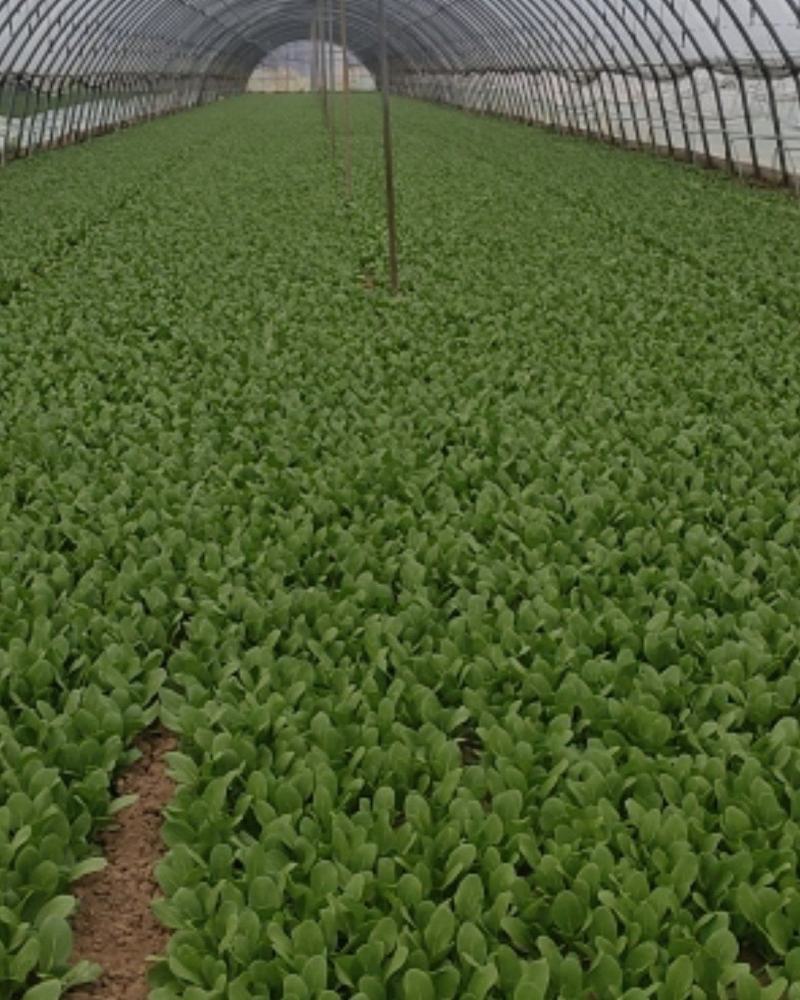 精品叶菜油菜快菜油麦菜