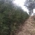 营养钵侧柏80公分起大量