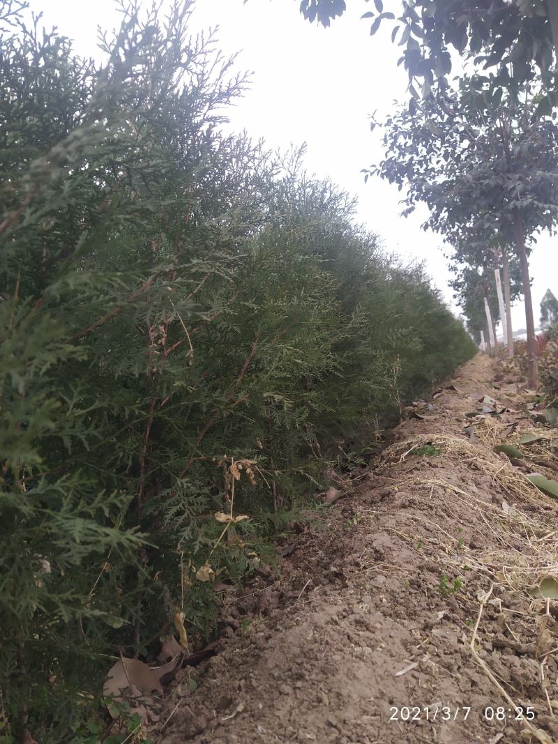 营养钵侧柏80公分起大量