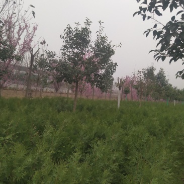营养钵侧柏80公分起大量