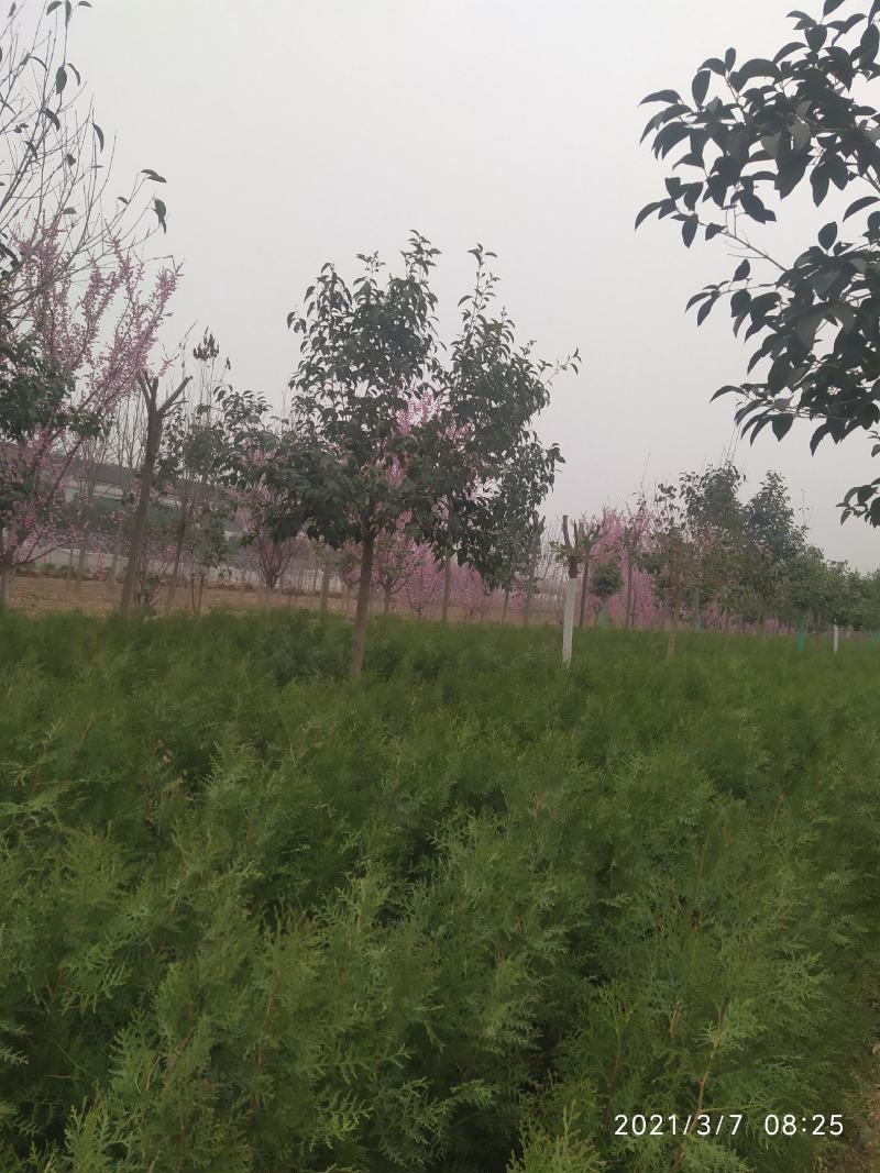 营养钵侧柏80公分起大量