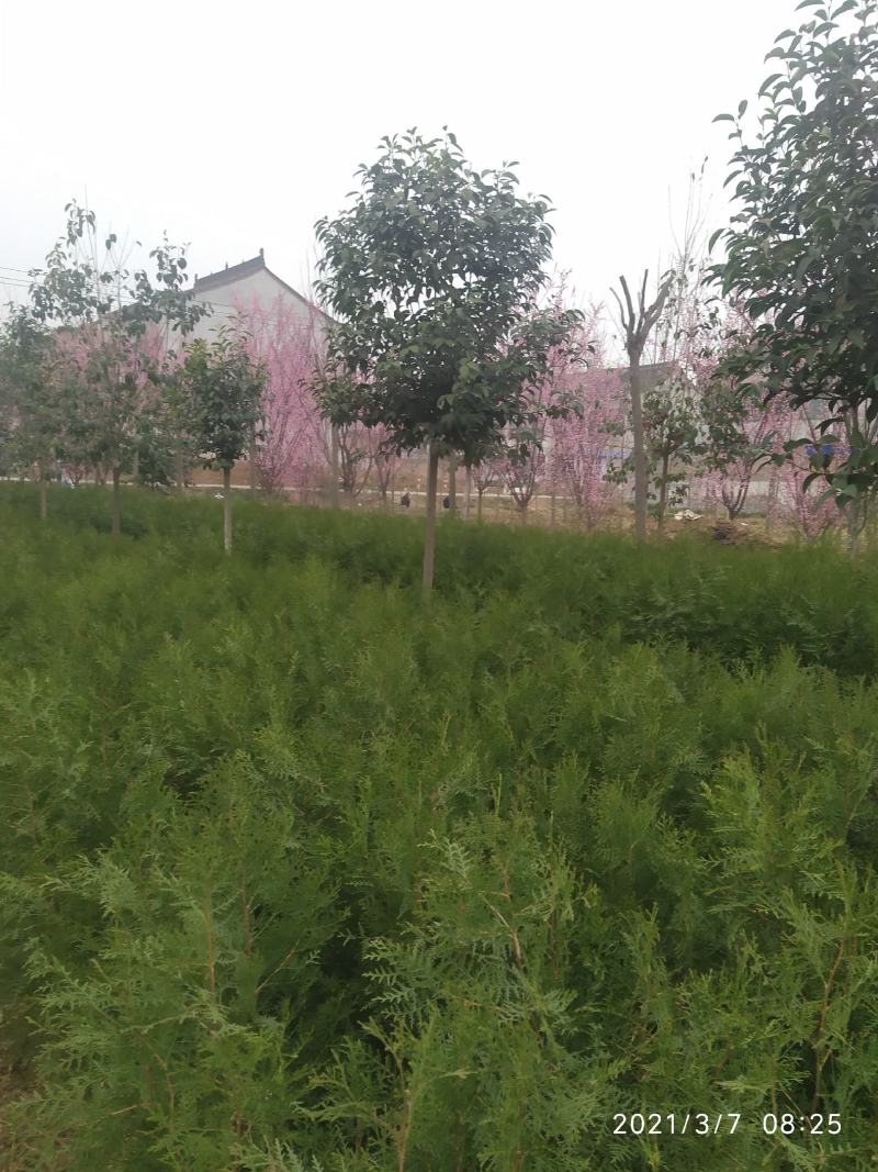 营养钵侧柏80公分起大量