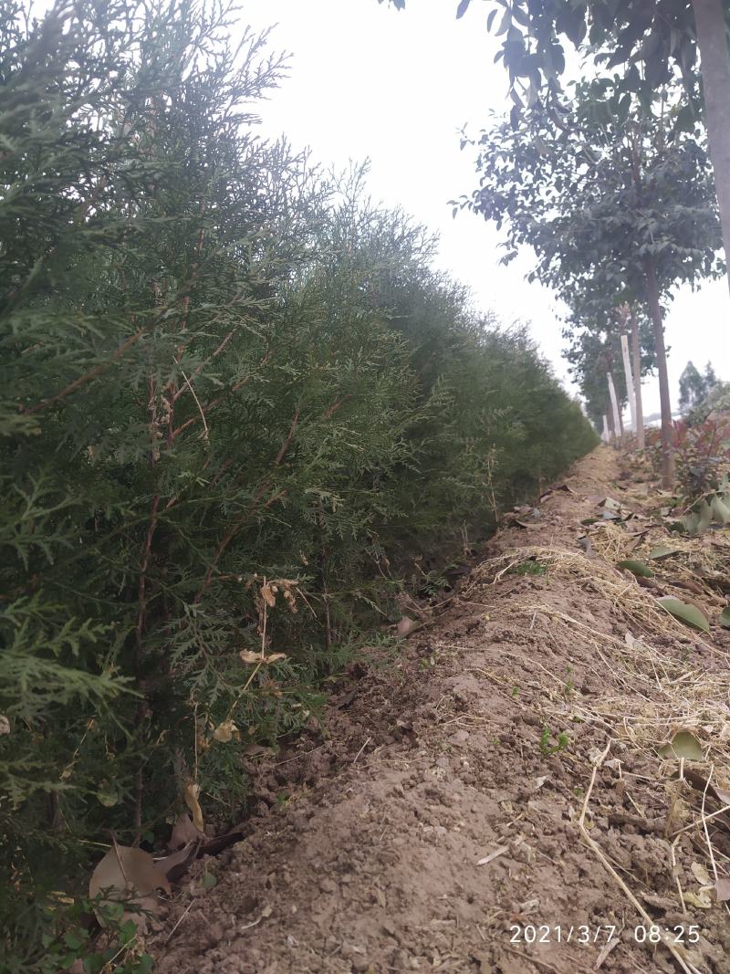 营养钵侧柏80公分起大量