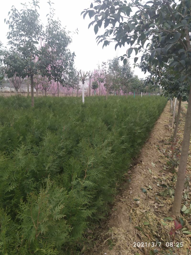 营养钵侧柏80公分起大量