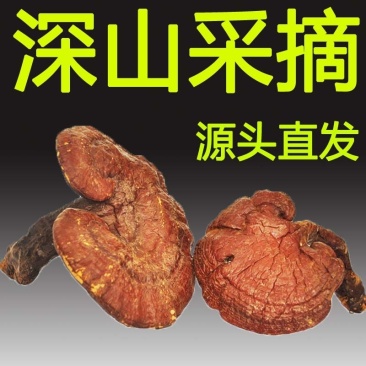 吉林长白山野生灵芝东北特产土特产厂家源头直采