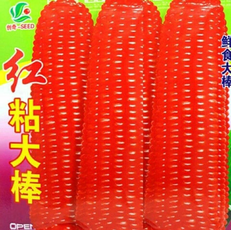 红甜糯玉米彩甜糯玉米黑美人黑玉米（可做种）