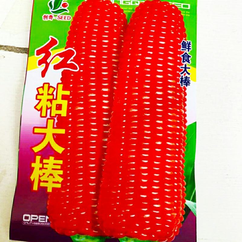 红甜糯玉米彩甜糯玉米黑美人黑玉米（可做种）