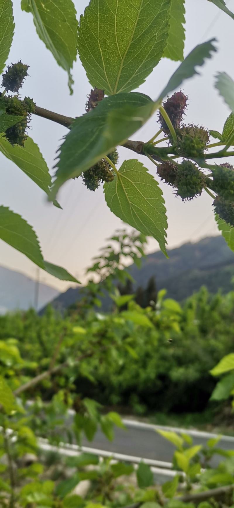 【优质桑葚】大凉山新鲜桑椹上市质量保障视频看货等您来电