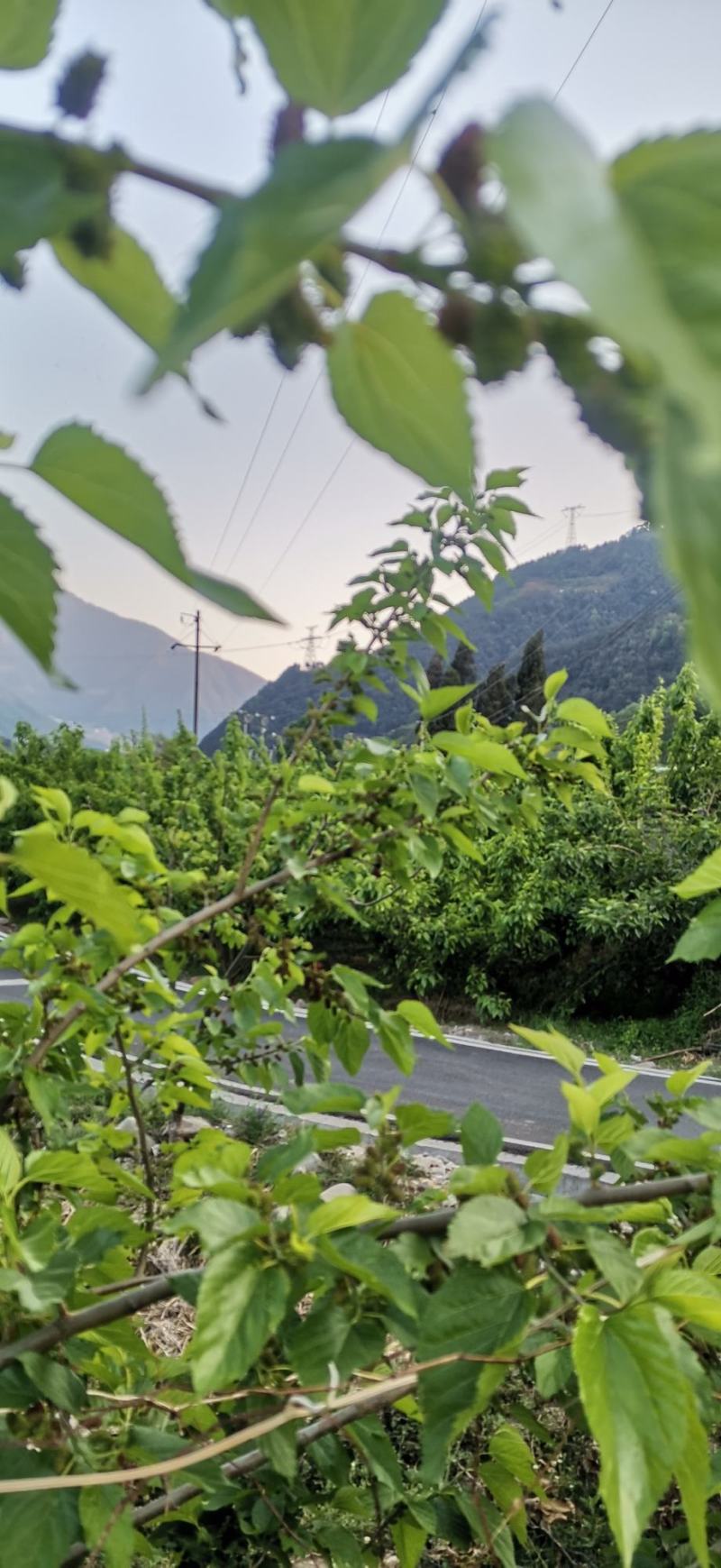 【优质桑葚】大凉山新鲜桑椹上市质量保障视频看货等您来电