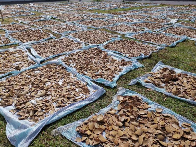 马来正品红片东革阿里批发零售量有现货