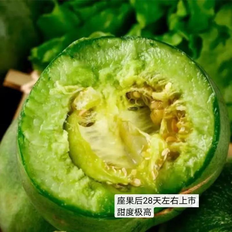 山东潍坊寿光绿宝甜瓜种子博洋九甜瓜种子羊角蜜甜瓜种子苗子