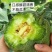 山东潍坊寿光绿宝甜瓜种子博洋九甜瓜种子羊角蜜甜瓜种子苗子