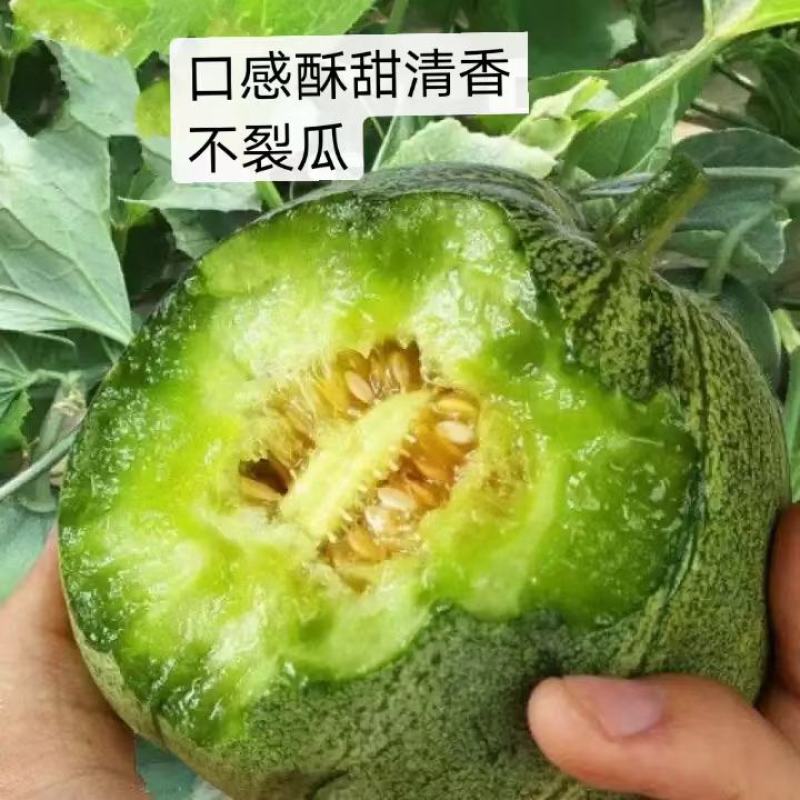 山东潍坊寿光绿宝甜瓜种子博洋九甜瓜种子羊角蜜甜瓜种子苗子