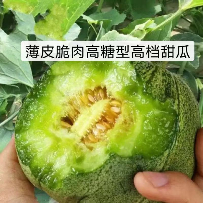 山东潍坊寿光绿宝甜瓜种子博洋九甜瓜种子羊角蜜甜瓜种子苗子