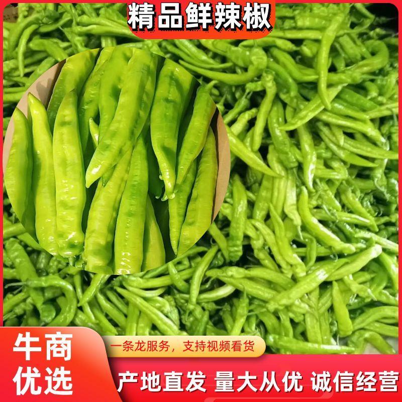 精品（黄皮辣椒）辣椒个大椒长大量上市，一手货源全国发货