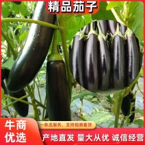 长茄精品绿裤长茄子大量上市，一手货源发往全国