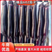 下架东北精品紫力人602茄子大量上市