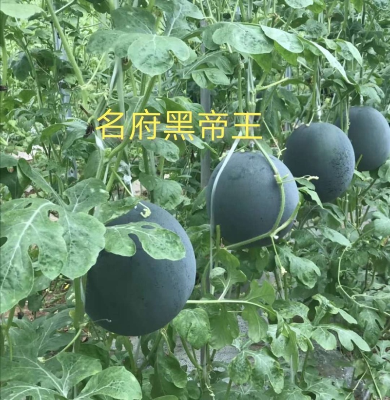 【麒麟种苗】黑皮无籽西瓜种子