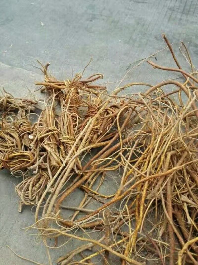 中段五指毛桃广西，日晒足干无硫
