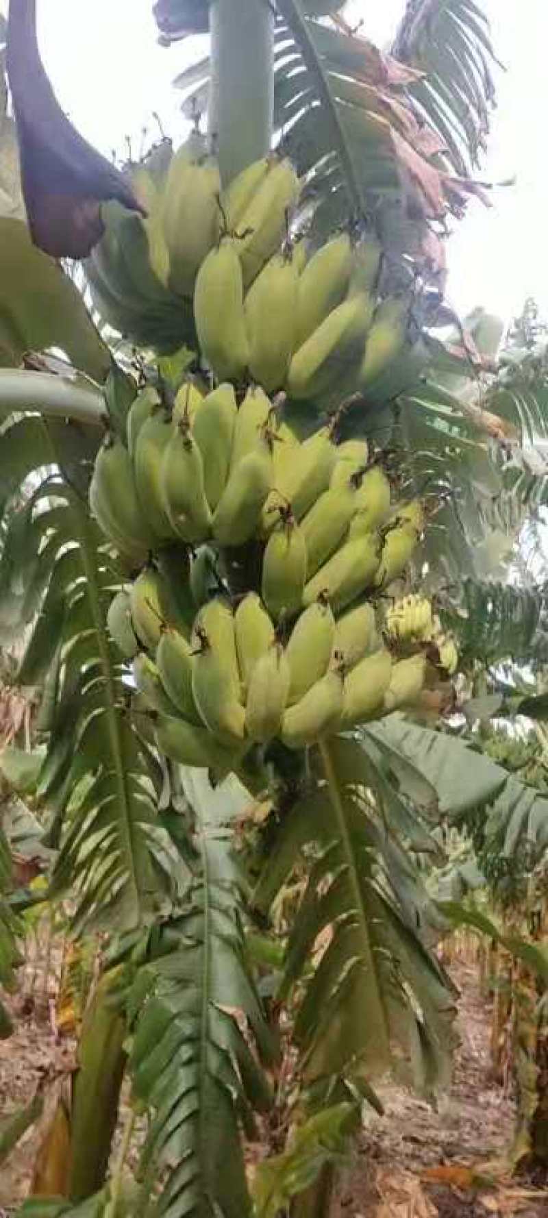 热带水果各种蕉类巴西1块什么都包